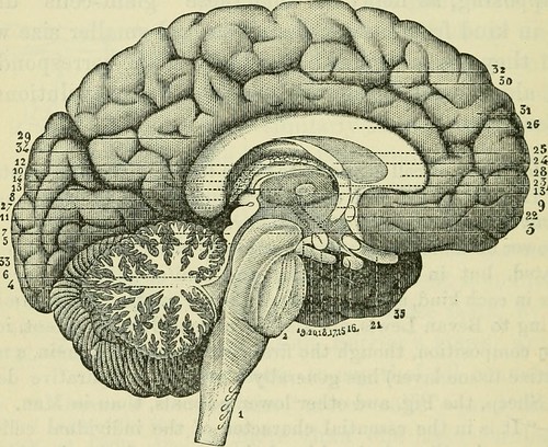 The only way to study the brain is by using the brain. . . 